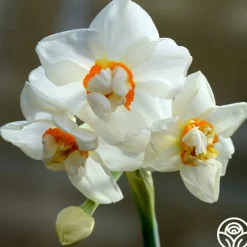 Abba>Heirloom Roses Outlet