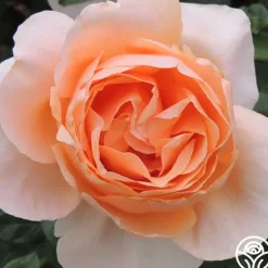 Abbaye de Cluny®>Heirloom Roses New