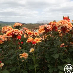 About Face™>Heirloom Roses Best