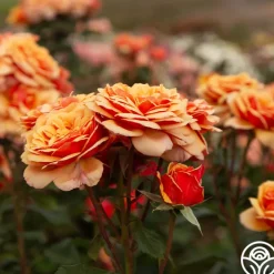 About Face™><noscript><img width=