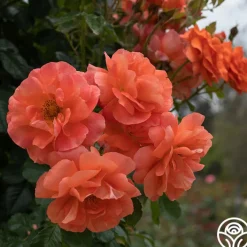 Above All™>Heirloom Roses