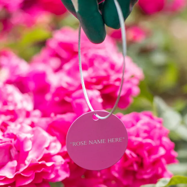 Abraham Darby® Tag>Heirloom Roses Sale