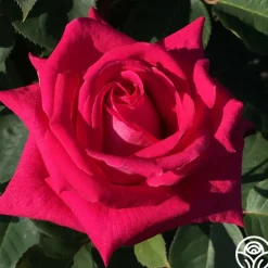 Acapella®><noscript><img width=