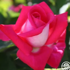 Acapella®><noscript><img width=