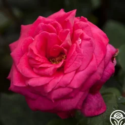Acapella®><noscript><img width=