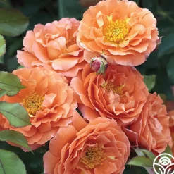 Adobe Sunrise™>Heirloom Roses Discount