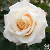 Adriana>Heirloom Roses Discount