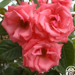 Agatha Christie>Heirloom Roses Best