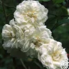Aimée Vibert>Heirloom Roses Hot