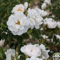 Alba Maxima>Heirloom Roses Outlet