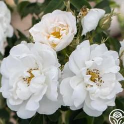 Alba Maxima>Heirloom Roses Outlet