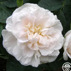 Alba Maxima><noscript><img width=
