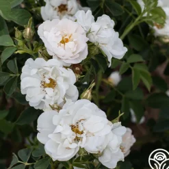 Alba Maxima><noscript><img width=