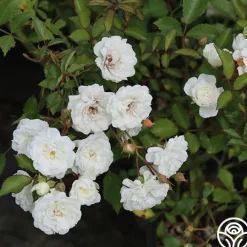 Alba Meidiland®>Heirloom Roses Outlet