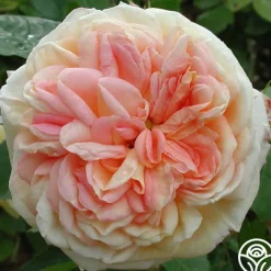Alchymist><noscript><img width=