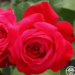 Alec's Red®>Heirloom Roses Discount