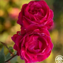 Alexander Mackenzie>Heirloom Roses Best