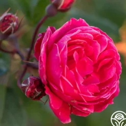 Alexander Mackenzie>Heirloom Roses Best