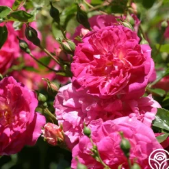 Alexandre Girault>Heirloom Roses Online