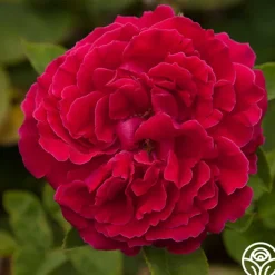 Alfred Colomb>Heirloom Roses New