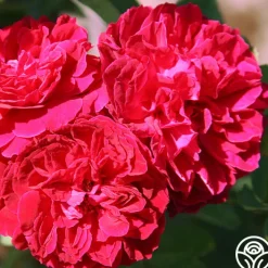 Alfred Colomb><noscript><img width=
