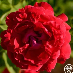 Alfred Colomb><noscript><img width=