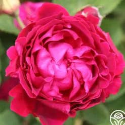 Alfred Colomb><noscript><img width=