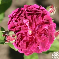 Alfred Colomb><noscript><img width=