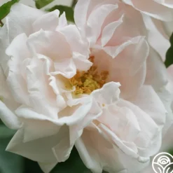Alida Lovett>Heirloom Roses Hot
