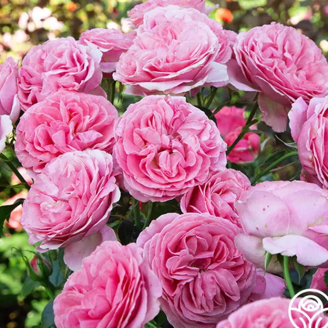 All Dressed Up™>Heirloom Roses Sale