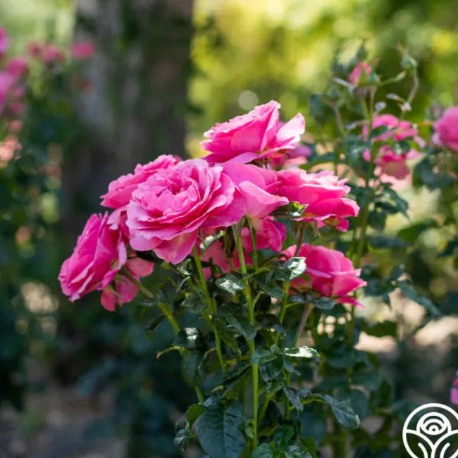 All Dressed Up™>Heirloom Roses Sale