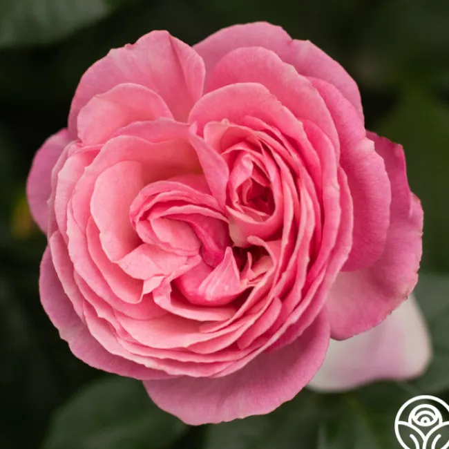 All Dressed Up™>Heirloom Roses Sale