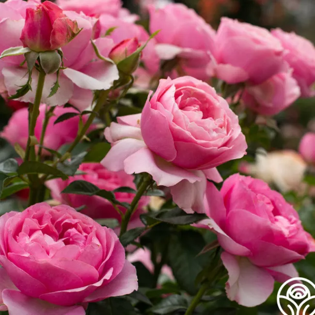 All Dressed Up™>Heirloom Roses Sale