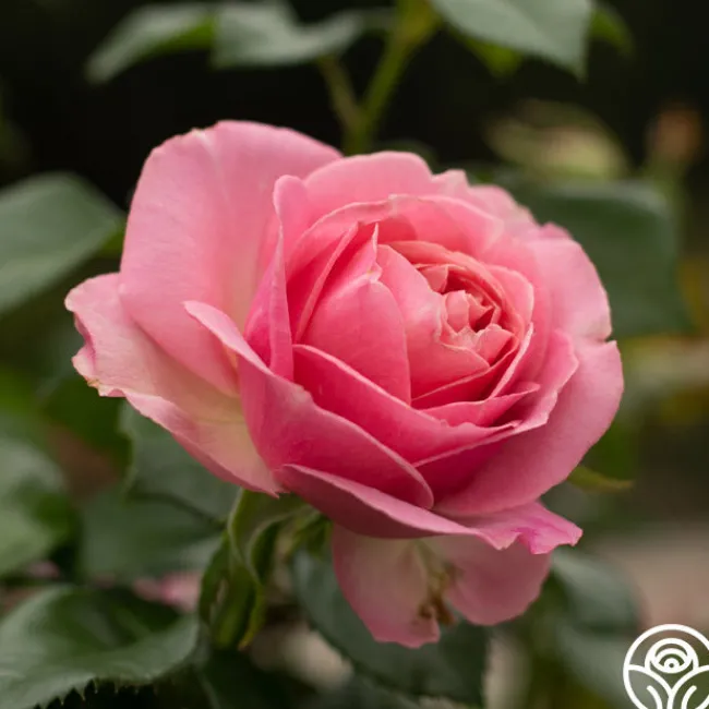 All Dressed Up™>Heirloom Roses Sale