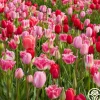 All Season Pink Mix>Heirloom Roses Clearance