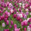 All Season Purple Mix>Heirloom Roses New