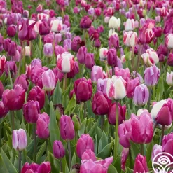 All Season Purple Mix>Heirloom Roses New