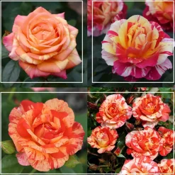 All the Stripes>Heirloom Roses Sale
