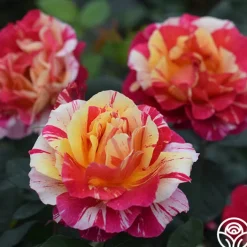 All the Stripes>Heirloom Roses Sale