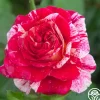 All-American Magic™>Heirloom Roses Online