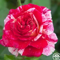 All-American Magic™>Heirloom Roses Online
