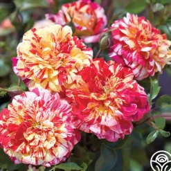All-American Magic™>Heirloom Roses Online