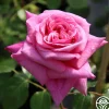 Aloha>Heirloom Roses