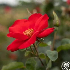 Altissimo®>Heirloom Roses Discount