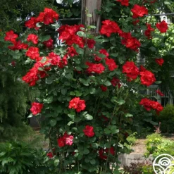 Altissimo®>Heirloom Roses Discount