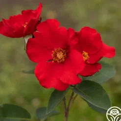 Altissimo®><noscript><img width=
