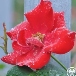 Altissimo®><noscript><img width=