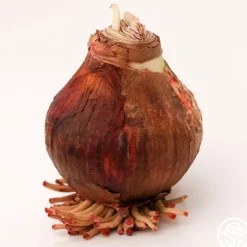 Amaryllis Bulbs>Heirloom Roses New