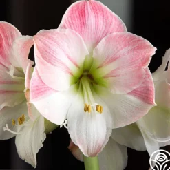 Amaryllis Bulbs>Heirloom Roses New