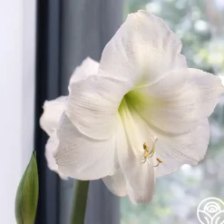 Amaryllis Bulbs><noscript><img width=
